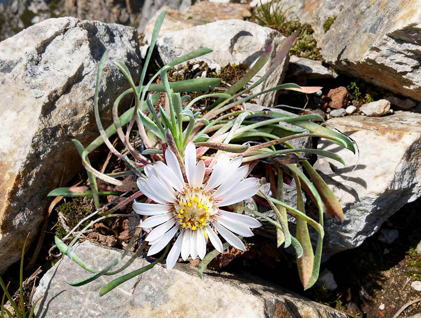 Townsendia hoockeri